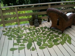 leaves-drying
