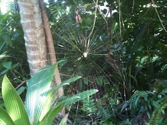 Spider web